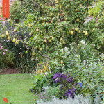 J’apprends à tailler mes arbres d'Alain Pontoppidan