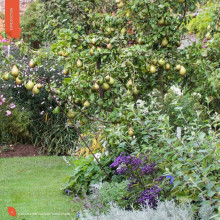 J’apprends à tailler mes arbres d'Alain Pontoppidan
