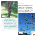 J’apprends à tailler mes arbres d'Alain Pontoppidan