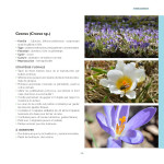 Des fleurs et des pollinisateurs plein mon jardin de Sylvie La Spina