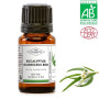 Huile essentielle d'Eucalyptus globuleux bio